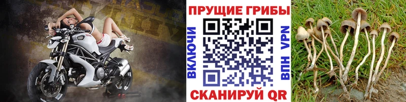 Псилоцибиновые грибы ЛСД  Барабинск 